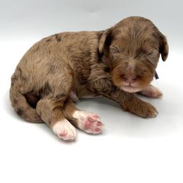 Snickerdoodle - Merle male Bernedoodle puppy in Mount Pleasant, Tennessee from Doodle My Heart