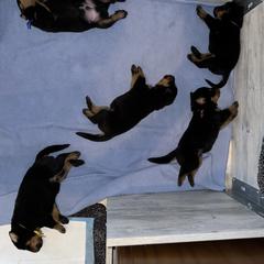 Beauceron Puppies from Shepherd's Heart Beaucerons