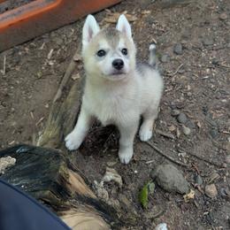 Suzie - Gray and white female Siberian Husky puppy in Amery, Wisconsin from Liberty Siberians