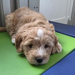Rockie - Merle male Bernedoodle puppy in Mc Gaheysville, Virginia from Doting Doodles