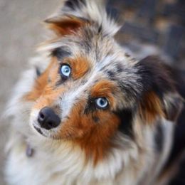 Gypsy - Miniature Australian Shepherd