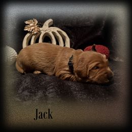 Jack - Dark golden male Golden Retriever puppy in Anson, Texas from Diamond Bar N Ranch