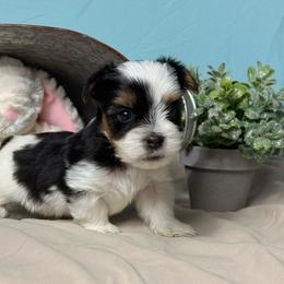 Leo - Black tan and white male Biewer Terrier puppy in Cartersville, Georgia from Alpha Tiny Paws