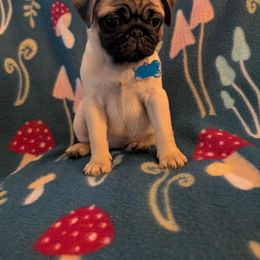 Pug Puppies from Lisa's Pugalicious Pugs