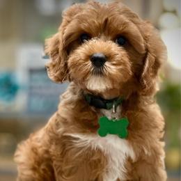 Sol - Red male Cavapoo puppy in Palm Beach County, Florida from Benji’s Cockapoos