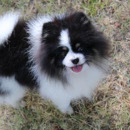 Tuxedo - Pomeranian