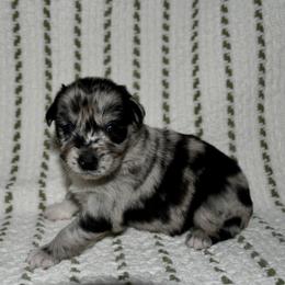 Juniper - Blue merle female Australian Shepherd puppy in Stephenville, Texas from Rockin B Australian Shepherds