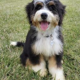 Bernedoodles and Goldendoodles from Mini Doodle Buddies