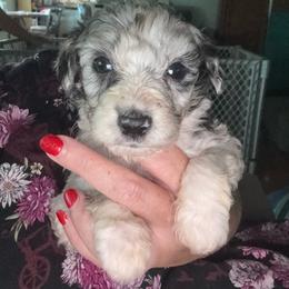Georgia - Blue merle female Aussiedoodle puppy in Four Oaks, North Carolina from RoseWest Farms