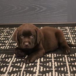 Poppy - Chocolate female Labrador Retriever puppy in Camden, Indiana from Camden's Caring Canines