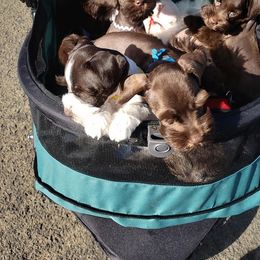 Miniature Schnauzer Puppies from The Happy Schnauzer Place
