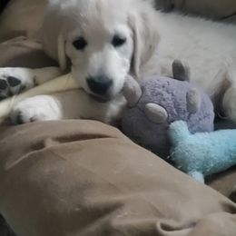 Golden Retriever Puppies from Kansas Prairie Pups