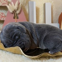 Girl 1 - female Cane Corso puppy in Franktown, Colorado from Earth and Ship Cane Corso