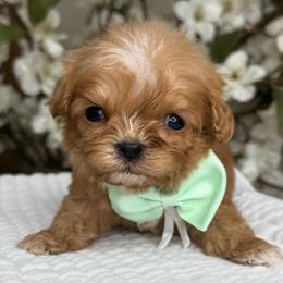 Luca - Apricot male Cavapoo puppy in Yuciapa, California from AlltheDoodlez_
