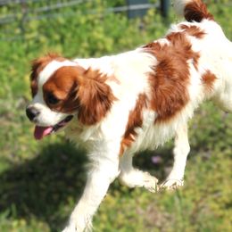 Mateo - Cavalier King Charles Spaniel