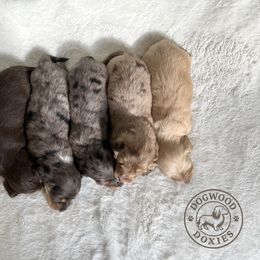 Dachshund Puppies from Dogwood Doxies