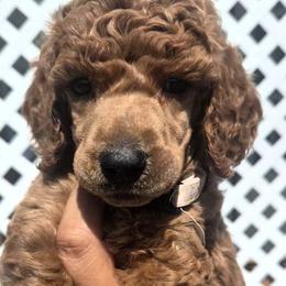Zuzu - Red  female Poodle puppy in El Paso, Texas from Paws Of Beauty