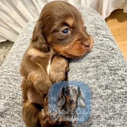 Petunia - Chocolate and tan female Dachshund puppy in Adamsville, Tennessee from Shiloh Ridge Dachshunds