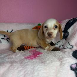 Layla - Cream female Dachshund puppy in Lake City, Florida from My Ditzy Doxies of Florida