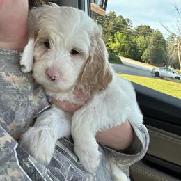 Darling - Parti female Goldendoodle puppy in Georgia from Mother of Golden Doodles