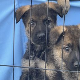 Blue collar male - Sable male German Shepherd puppy in Pahrump, Nevada from Wachhund Kennels
