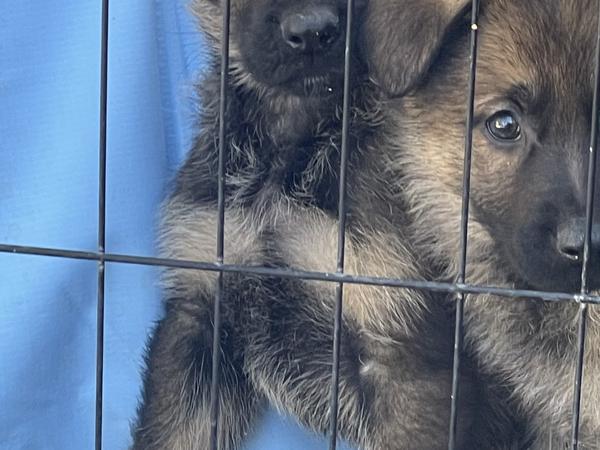 Blue Collar, sable German Shepherd puppy