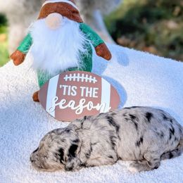 Wednesday - Merle female Cavapoo puppy in Sparta, Missouri from Sis' Doodles & Poodles