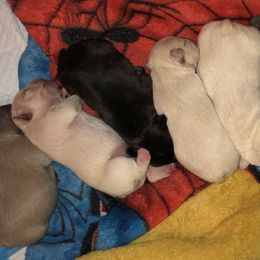 French Bulldogs from 360° Frenchies