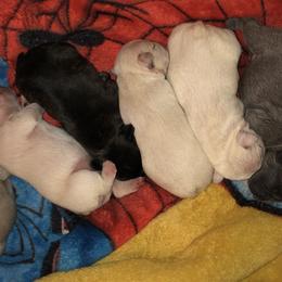 French Bulldogs from 360° Frenchies