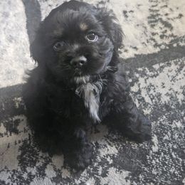Cocker Spaniel Puppies from VanTrees Cocker Spaniels