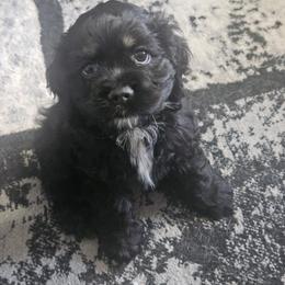 Cocker Spaniel Puppies from VanTrees Cocker Spaniels