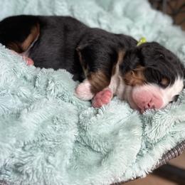 Theodore - Black rust and white male Bernese Mountain Dog puppy in Fitzgerald, Georgia from Southern Charm Bernese