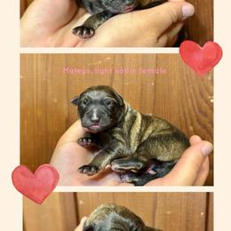 Meleys - Sable female German Shepherd puppy in Santa Cruz, California from Von Guadachi German Shepherds & Audacity Border Collies