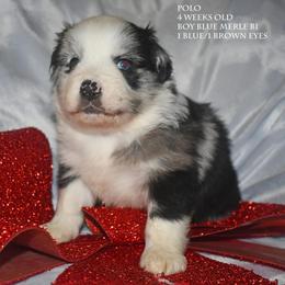 Polo - Blue merle male Miniature Australian Shepherd puppy in Patterson, North Carolina from DreamLine Aussies
