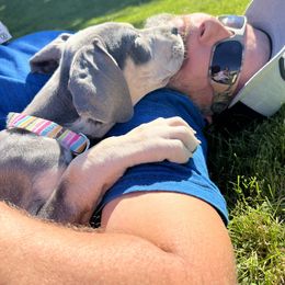 Great Dane Puppies from BkB’s House of Danes