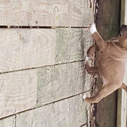 Bull Terrier and Staffordshire Bull Terrier Puppies from Courstaff Staffords