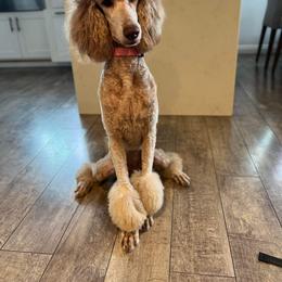 Goldendoodle and Poodle All Grown Up from Goldendooddle  /Gardy 🐾🐾