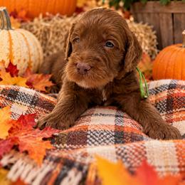 Snoopy - Red  male Goldendoodle puppy in Casselberry, Florida from My Little Doodle