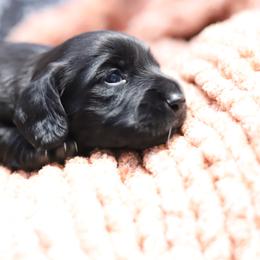 Josie - Black female Dachshund puppy in Eaton, Ohio from Miniature Alphas Dachshunds
