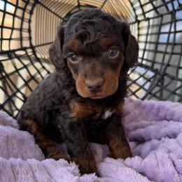Topaz - Phantom male Poodle puppy in Lathrop, California from Stellar Poodles