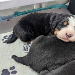 Bernedoodle and Bernese Mountain Dog Puppies from Rafter 58 Bernese Mountains and Bernedoodles
