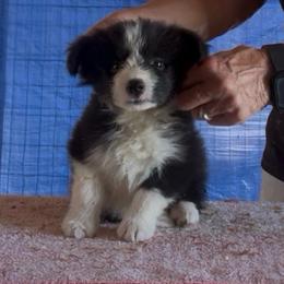 Dot's 2 - Black male Border Collie puppy in Farmersville, Texas from Omegamtn Border Collies