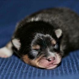 Boy 1 - Tri-colored male Pomeranian puppy in Bremen, Indiana from AMS Pomeranians and Pomskies in Indiana