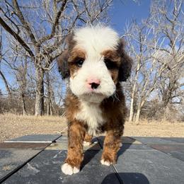 Iceman - Red male Bernedoodle puppy in Sioux Falls, South Dakota from WhiskeyCreek Doodles