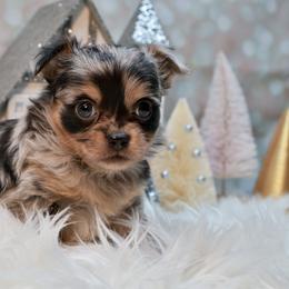 Chihuahua Puppies from Fiddlefigg Chihuahuas