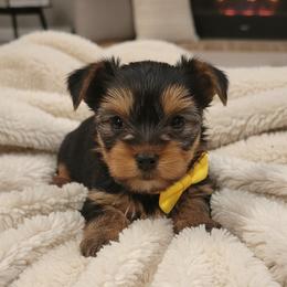Yorkshire Terrier Puppies from Teacup Yorkies for Adoption Near Lebanon Ohio LLC