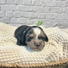 Sarah - Brown white and tan female Cockapoo puppy in Lancaster, Missouri from Cavapoo Acres