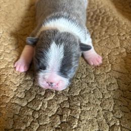 Ivy - Lilac female Boston Terrier puppy in Brown City, Michigan from Mae Boston Terriers