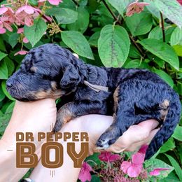 Dr pepper - Black phantom male Aussiedoodle puppy in Cambridge, Minnesota from Country Meadow Doodles
