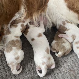 Cavalier King Charles Spaniel Puppies from Country View Cavaliers